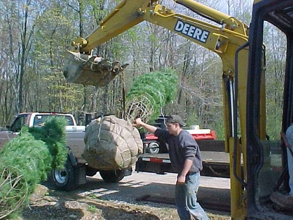 Tree Plantings