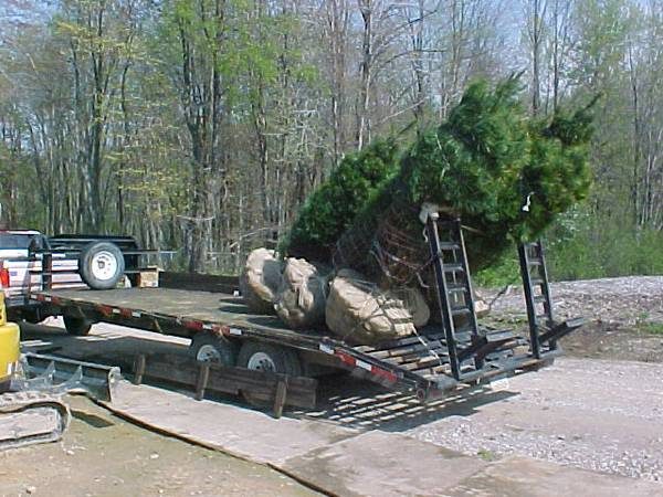 Tree Plantings